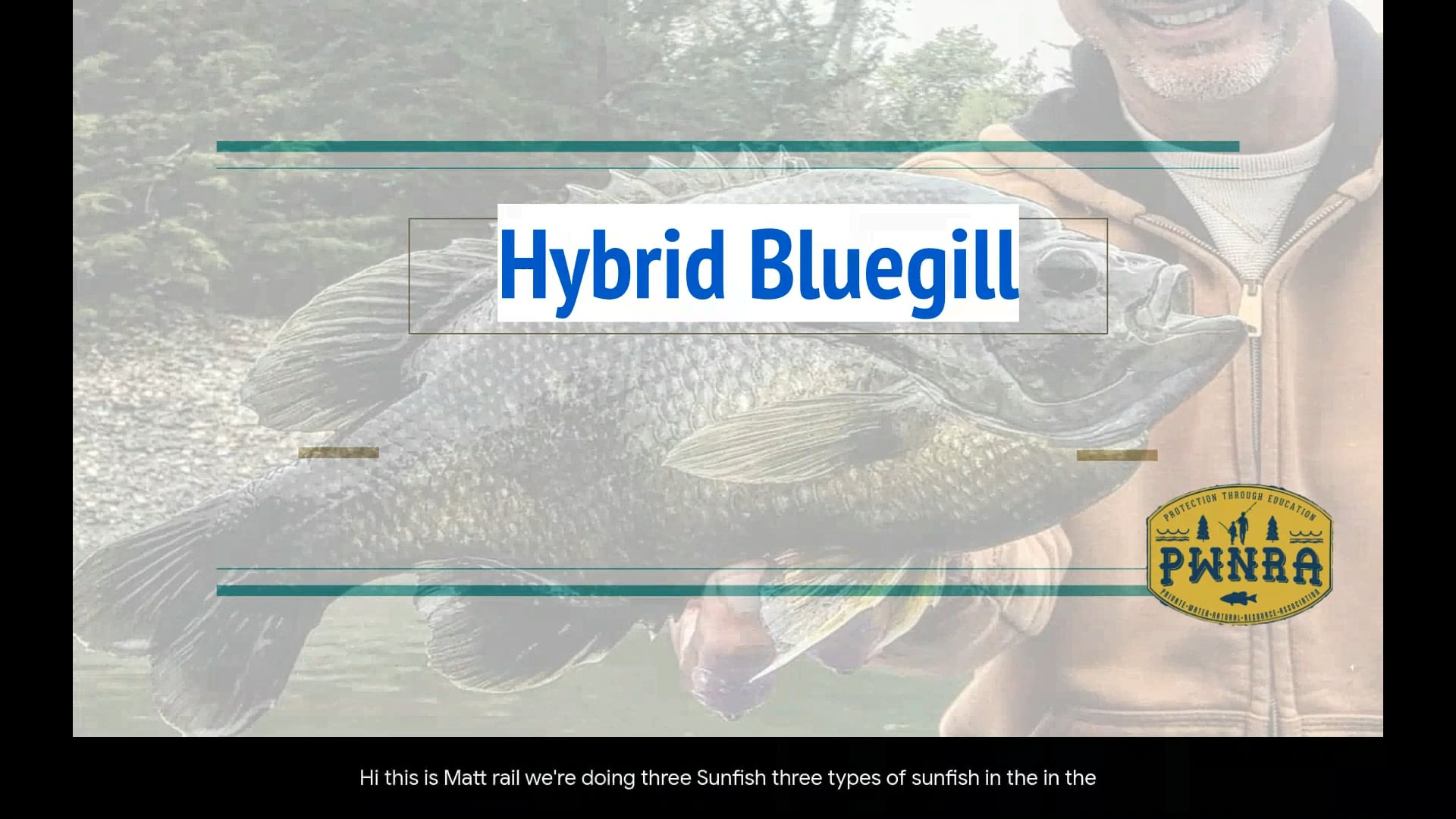 Hybrid Bluegill: Should I Stock Them in My Pond?